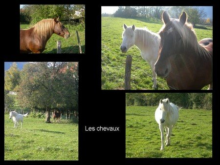 Les_chevaux