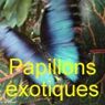 SERRE_AUX_PAPILLONS_EXOTIQUES