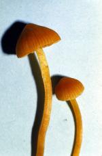 Galerina mycenopsis 1986 1129 (2)