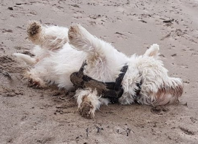 westie07