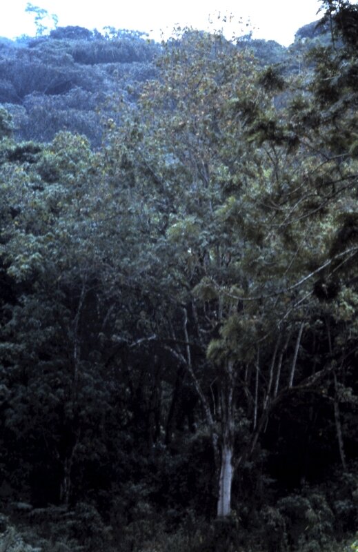 zaire foret g