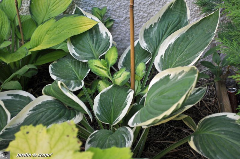 Hosta-fortunei-francee