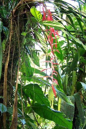 foret_chilienne