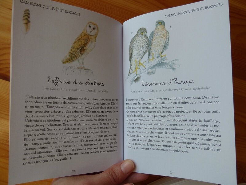 Coffret Montessori oiseaux (3)