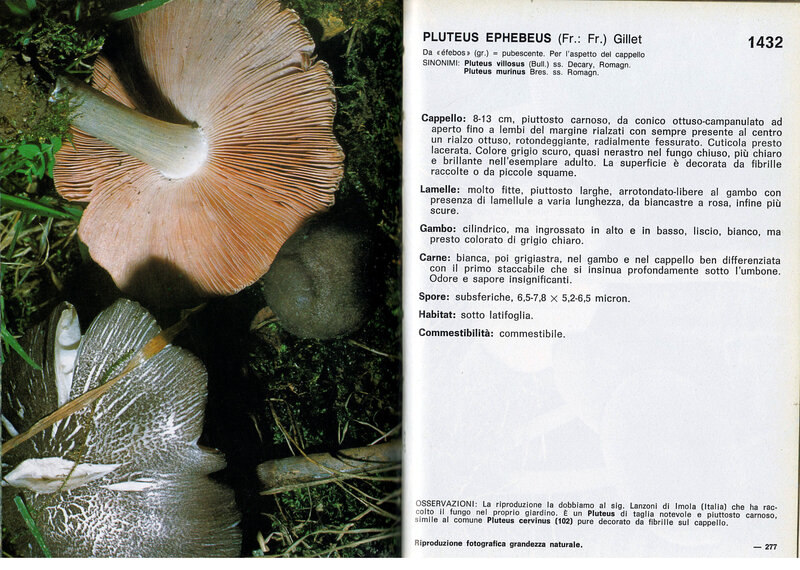 Pluteus Cetto_0009