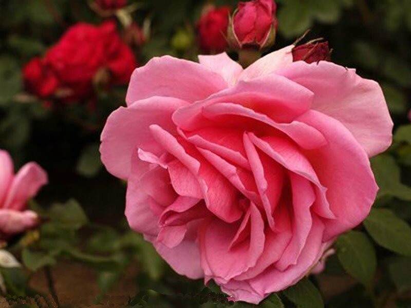 roses_lyonnaises-Souvenir_de_Georges_Pernet