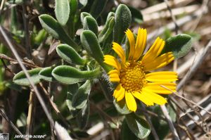 Asteriscus maritimum ou Odontospermum maritimum