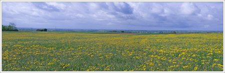 plaine_champ_en_fleurs_pano_020410