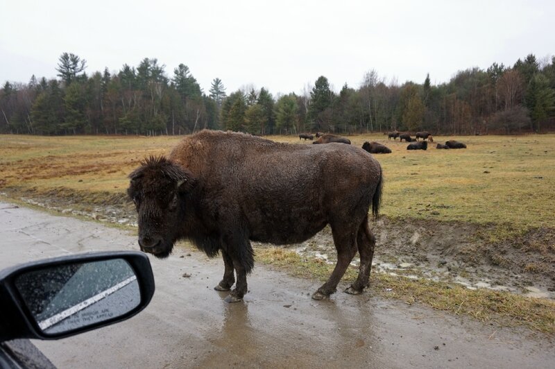 Parc Omega (21)