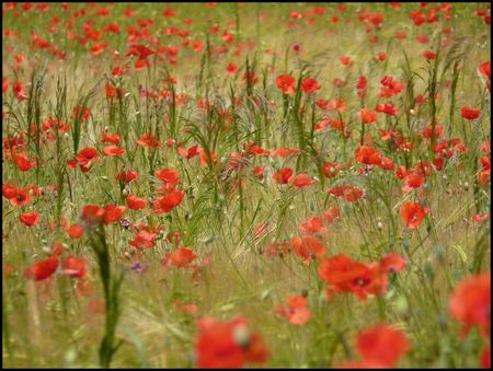 champblecoquelicots__6_