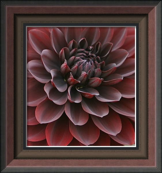 Dahlia noir2