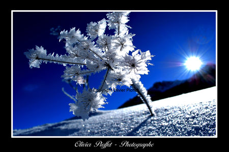 Etoiles_des_Neiges