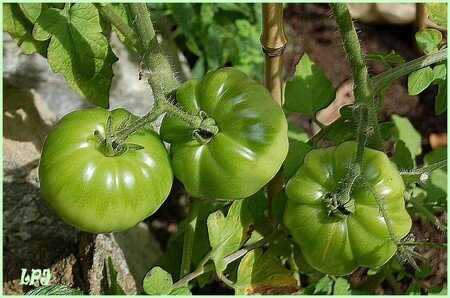 Tomates_DSC_0012__1024x768_