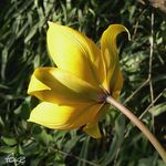 tulipes_sylvestres_44