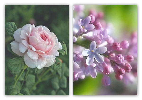 rose et lilas1