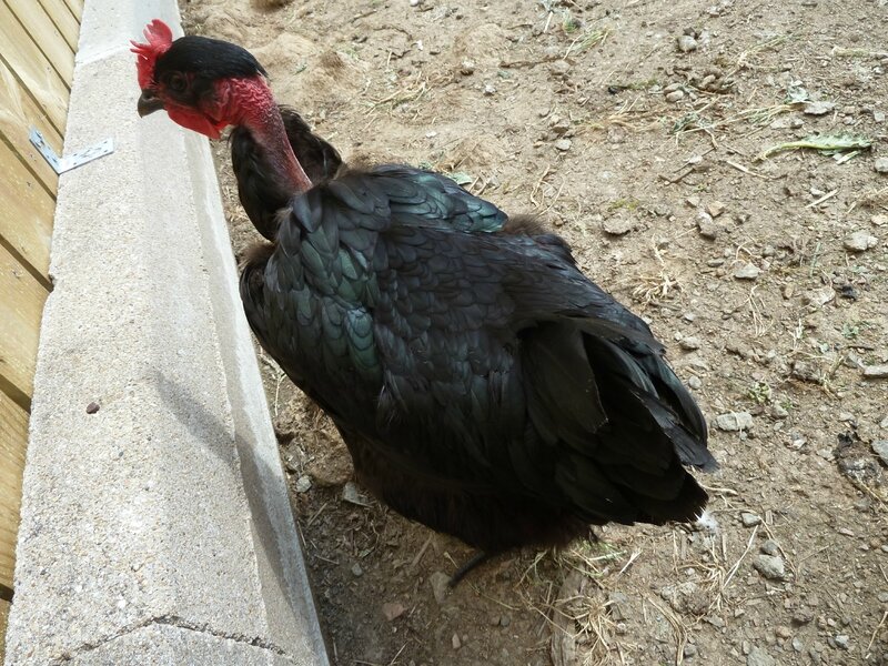 AVRIL-poules (10)