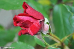Red-Parfum-en-bouton