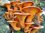 Clitocybe_de_l_olivier