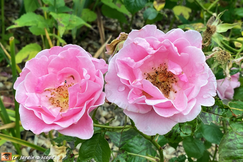 Rosa-Jardins-de-la-Javelière-2