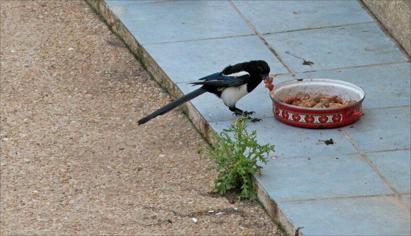 ville gamelle chiens oiseaux 020717 12