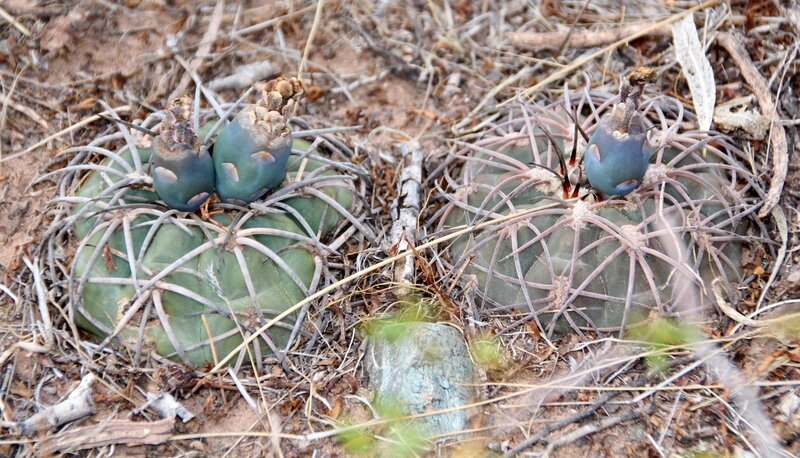 Petits cactus deviendront grands