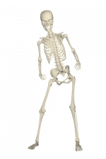 skeleton-1654869_960_720