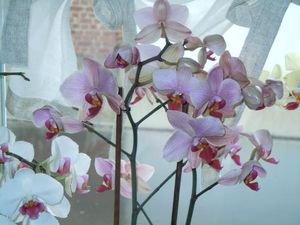 Fleurs et orchidées 2011 015