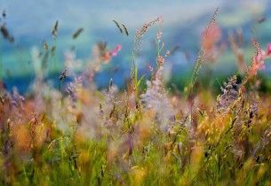 grass_flowers_paints_dim_variety_61603_preview
