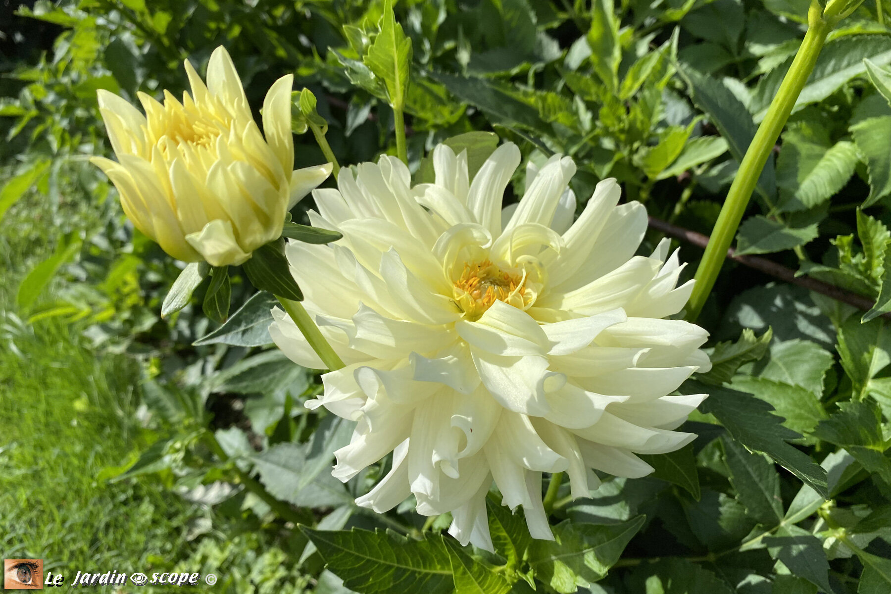 Dahlia-Vanille-Bourbon