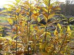 arbres_13