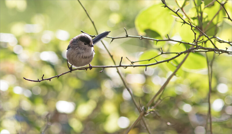 Galuchet oiseau mésange longue queue 3 190120