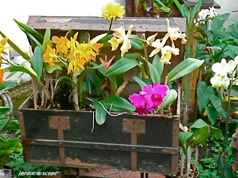 Exposition d'Orchidées 2009
