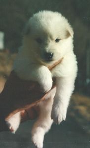 chiot_Malamute_blanc_of_Maeva_Nest