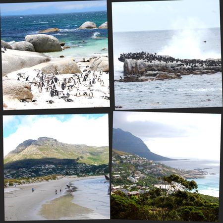 collagecapepoint