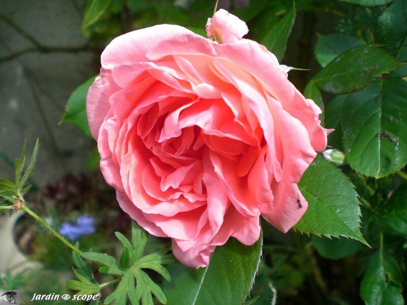 Rosier grimpant 'Kimono'