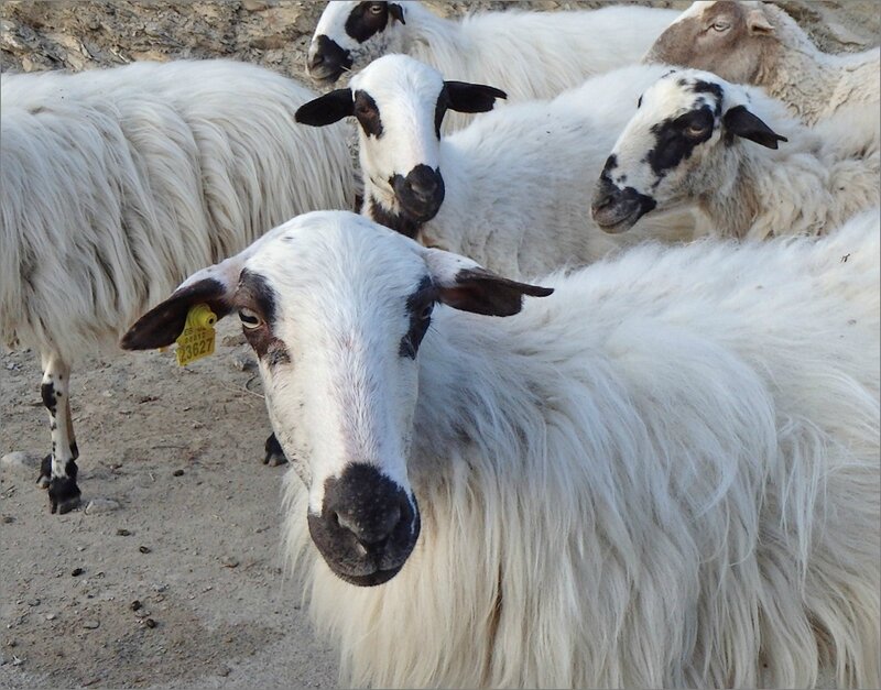 Aragon Revilla moutons 130314 regard