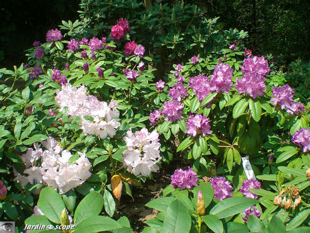 Rhododendrons du Parc botanique de Tours 