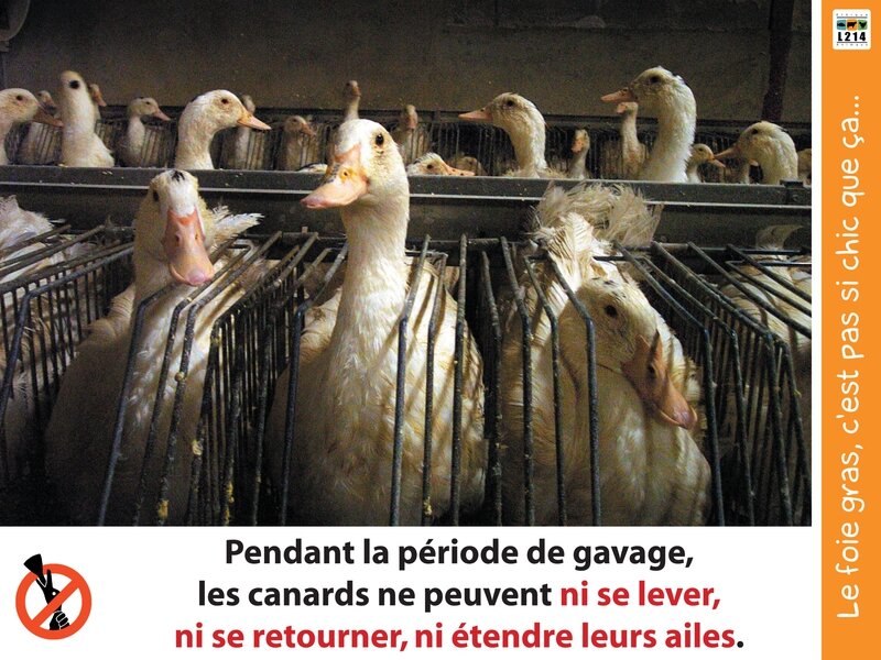 4-foie-gras-cage