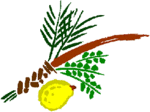 soukkot_09985