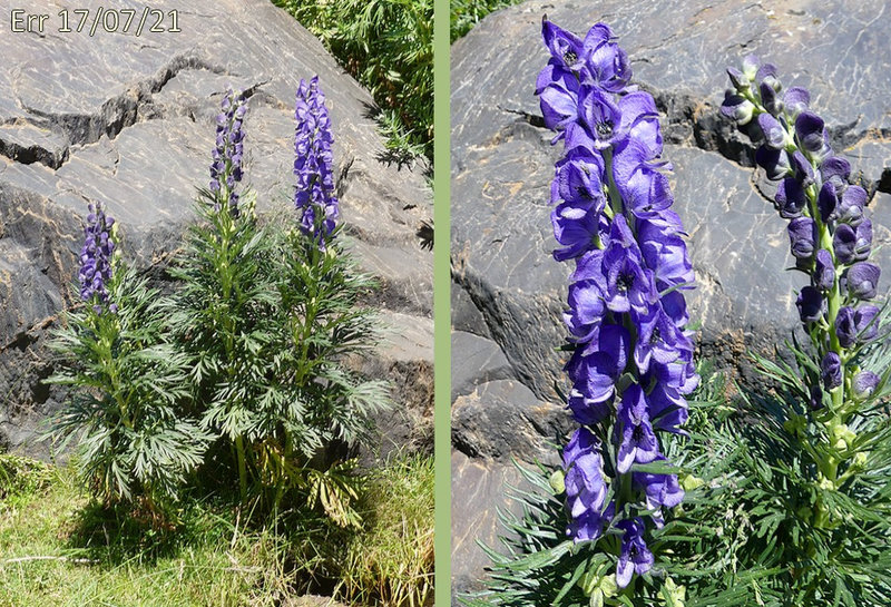 inflorescence en grappe plus ou moins compacte généralement simple