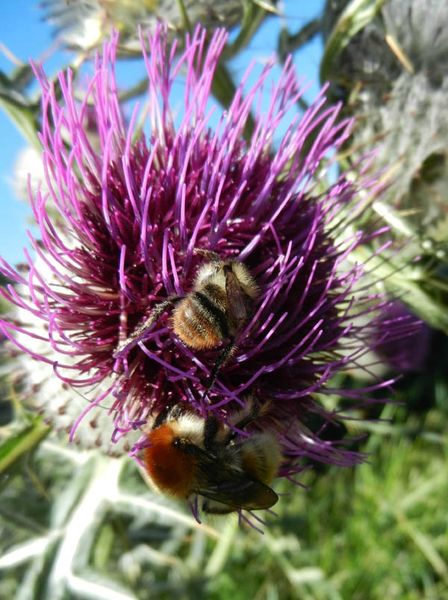 ChardonAuxAnes-Abeilles-2