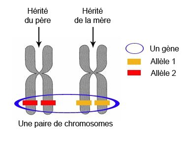 gene_allele