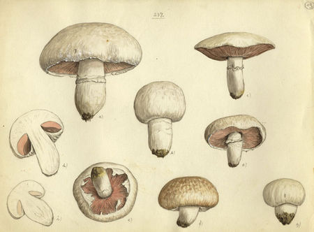 psalliota_campestris