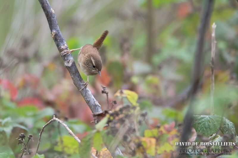 Troglodyte mignon (Troglodytes troglodytes - Eurasian Wren)
