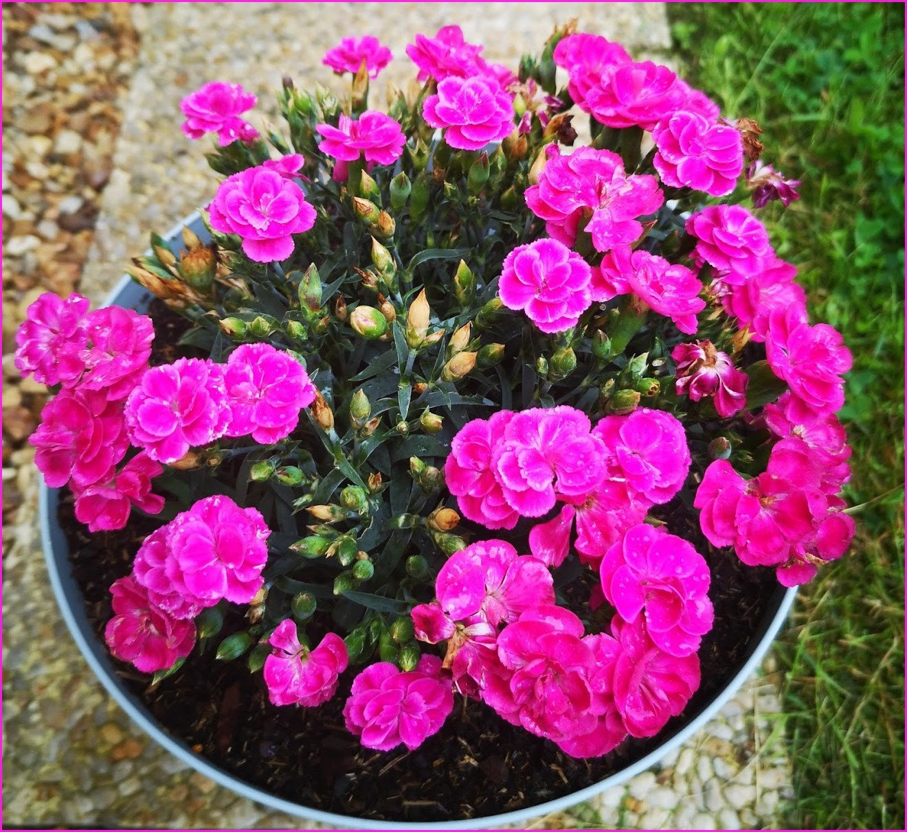 fleursviolettes5