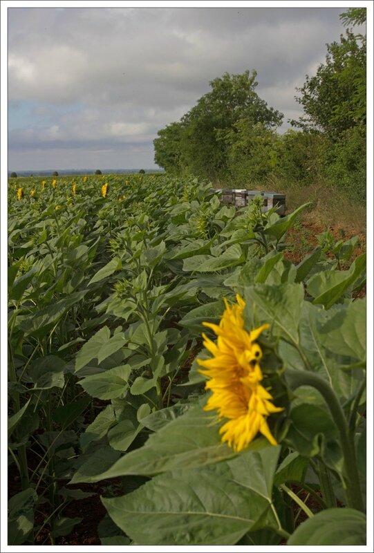 Plaine tournesol abeilles ruches 090714