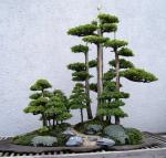 Foemina_Juniper_bonsai_267%2C_May%2C_29%2C_2011_-_Stierch[1]