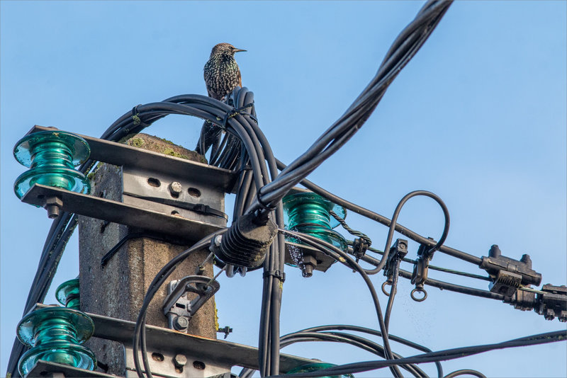 Oiseau étourneau noeud cables 2 171123