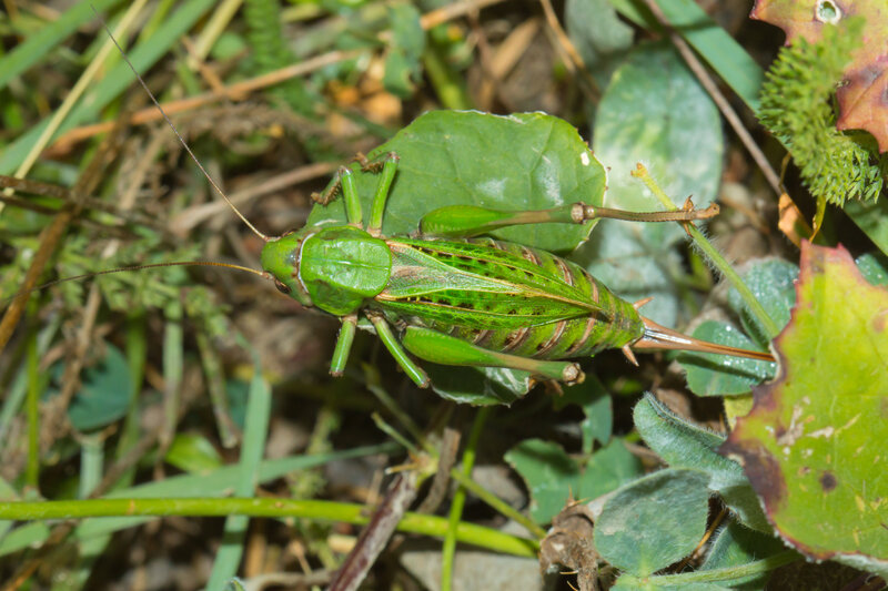 Decticus verrucivorus femelle