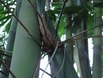 photo 82-Branches de Dendrocalamus latiflorus